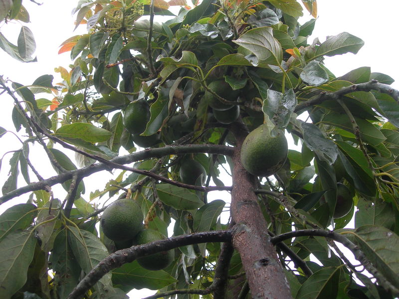 Avocados jatten