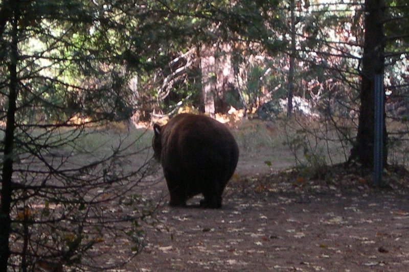 Een beer in het bos