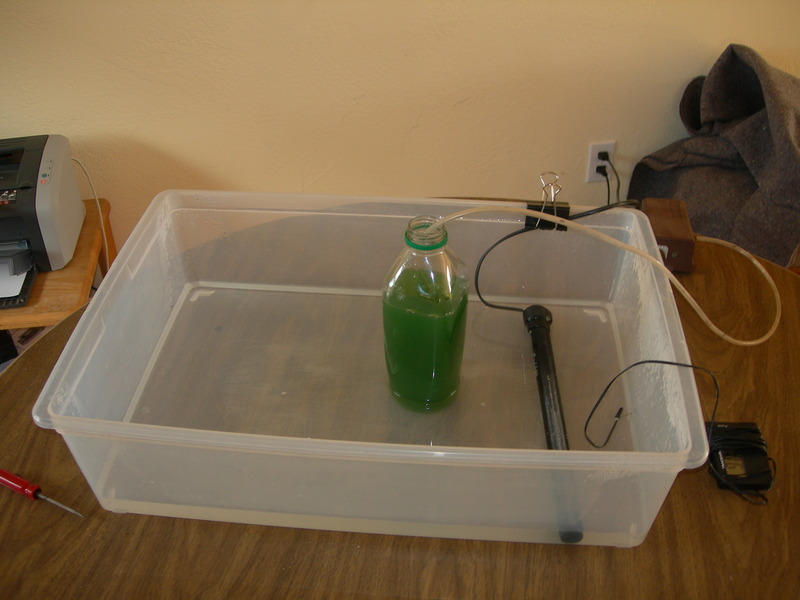 Spirulina in tempeh incubator