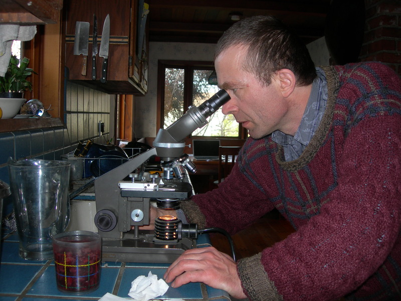 Spirulina onder de microscoop