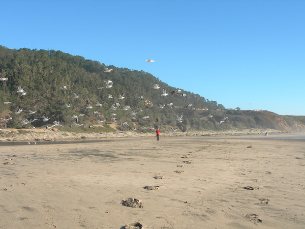 Waddel Beach